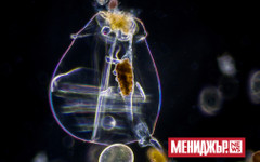 Учени съживиха животно, прекарало 24 000 години в замразено състояние