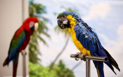 Папагали показаха как могат да играят баскетбол, да карат колело и тротинетки