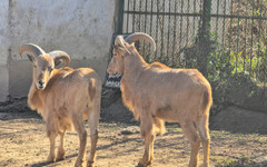 В Ловешкия зоопарк се родиха женски гривест козирог и шест диви прасета