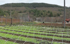 Поминък в упадък: Намалява тютюнопроизводството намалява в Източните Родопи