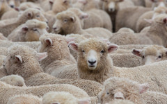 Държавата убива? Не избирайте българското. Две истории, които не трябва да забравяме