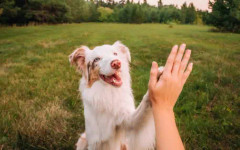 Учени разработиха лекарство, удължаващо живота на кучетата поне с година