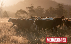 Рекордни цени на говеждото в САЩ заради намаляващите стада