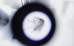 Появата на комари в Исландия е показател за екопроблеми, предупреждават учени