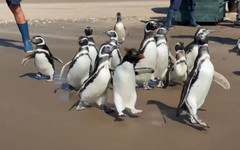 След дълго лечение: В Аржентина пуснаха на свобода 15 пингвина