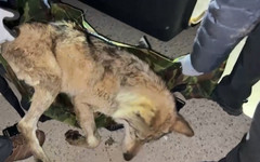 След 9 дни на свобода: Заловиха вълк, избягал от зоопарк в Южна Корея