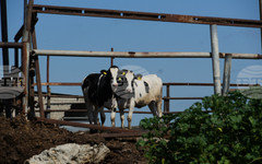 Фермери от Лесбос обявиха, че ще продължат блокадата на основното пристанище там, докато не бъдат въведени мерки за подкрепа във връзка с шапа