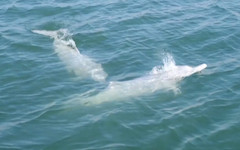 Застрашени от изчезване бели делфини бяха забелязани край бреговете на Източен Китай