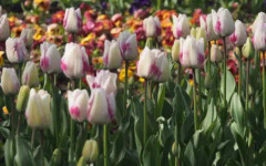 Времето днес, прогноза за неделя, 19 април: Слънчево, на места с краткотрайни валежи