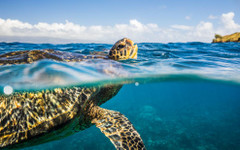 Затвор заради костенурки в Кипър