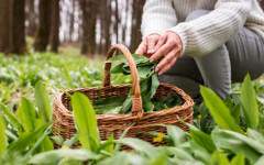 Левурдата – хит в пролетното меню и безценно богатство от природата