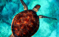 €20 000 и затвор: Европейска страна с нови закони в защита на костенурките