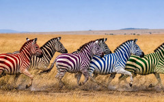 9:00 ч.: зебрите тръгнаха, вижте скоростта им на старта