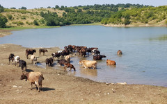 Биогаз от кравешки тор за автомобили се произвежда в Индия