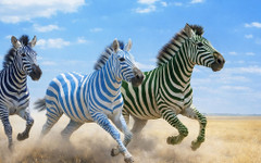 17:00 ч.: втората и третата зебра тичат с еднаква скорост, петата май изостава