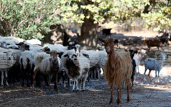 Протестиращи фермери на гръцкия остров Лесбос продължават пристанищната блокада, предизвиквайки недостиг на основни стоки, според в. "Катимерини"