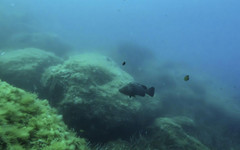 Мистерията е разкрита: Учени откриха неочакван източник на метан в океана