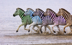 19:00 ч.: първата зебра дръпва още напред, шестата изостава