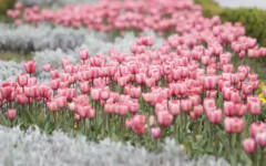 Времето днес, прогноза за понеделник, 20 април: Променлива облачност, превалявания и умерен вятър