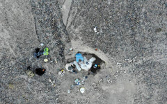 Нов вид дълговрат динозавър беше открит от германски учени при проучвания в Патагония