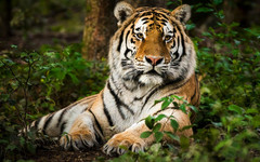 Ужас в руски цирк: Тигър се хвърли върху публиката