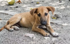 49-годишен уби 10 кучета в Етрополе