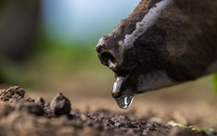 Търговците на суровини вече не са аполитични