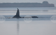 Гърбатият кит, заседнал край германското крайбрежие на Балтийско море, започна да плува самостоятелно