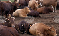 Губернаторът на Новосибирска област уволни местния министър на земеделието заради несправяне с болест по добитъка