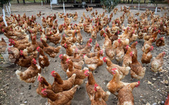 Обезщетения за унищожени животни и пчелни кошери заради природни бедствия през 2025 г. и средства за развъдни асоциации и хуманно отношение към животните одобри ДФЗ