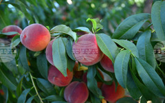 Финансов ресурс до 50 000 евро се отпуска за сертифициране на стопанства в сектор "Плодове и зеленчуци" по стандарта GLOBAL G.A.P.