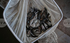 КАБАР: От дъното на езерото Исък Кул за седмица са извадени близо 16 километра рибарски мрежи