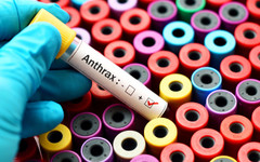 Защо антраксът е много опасен и какво да правим с болните животни?