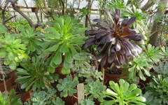 Ботаническата градина на БАН започва ежегодната инициатива "Пролетни срещи с растенията"