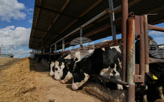 Случаите на шап по животните на остров Лесбос се увеличават