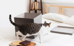 Домашните любимци в апартамент: кои са най-честите грешки в грижата за котка