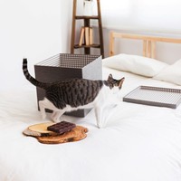 Домашните любимци в апартамент: кои са най-честите грешки в грижата за котка