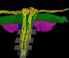 Какво трябва да знаем за клитора