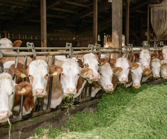 Заради антракса в Силистренско: Проверяват ферми и превоз на животни в Разградско