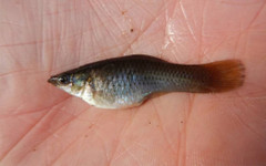 Този вид риба, състоящ се изцяло от женски екземпляри, се размножава безполово, като се клонира