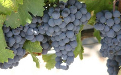 Държавата ще вложи сили в разработването на лозаро-винарския сектор у нас