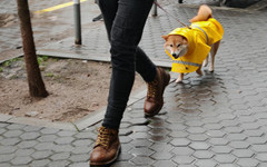 Облачна и дъждовна сряда