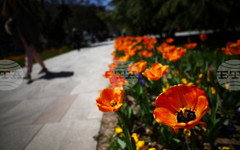 С дефиле с костюми от отпадъчни материали и беседи за природата ще бъде отбелязан Световният ден на Земята днес