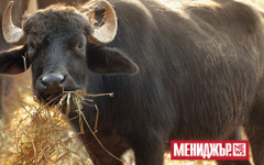 Проверява се дали месо от фермата с огнище на антракс е достигнало до търговската мрежа