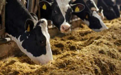 БАБХ: Има опасност месо от огнище с антракс в Силистренско да е разпространено и на други места