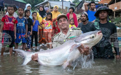 АКП: Уникален вид сом от река Меконг е застрашен от изчезване