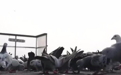 "Гълъби вестоносци" - историята на една древна монголска традиция