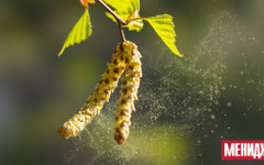 Сезонът на полените във Великобритания и континентална Европа се удължава заради климатичните промени