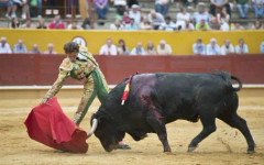 Бик проби ректума на Краля на матадорите в Испания