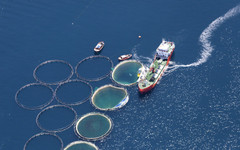 Световният фонд за дивата природа призова гърците да консумират инвазивни морски видове